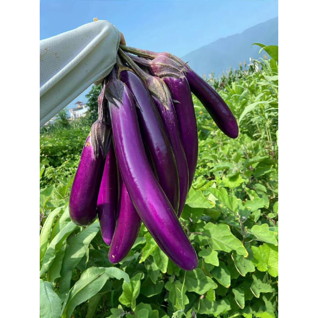 

Terong Ungu Panjang Fresh 1 Kg Langsung Dari Kebun/Sayuran Terong Ungu Panjang Fresh