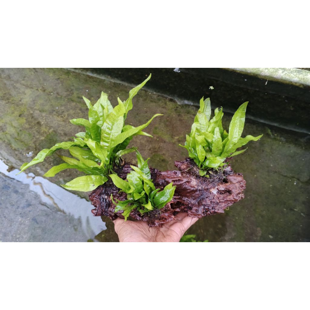 kadaka_rentek_Aquascape