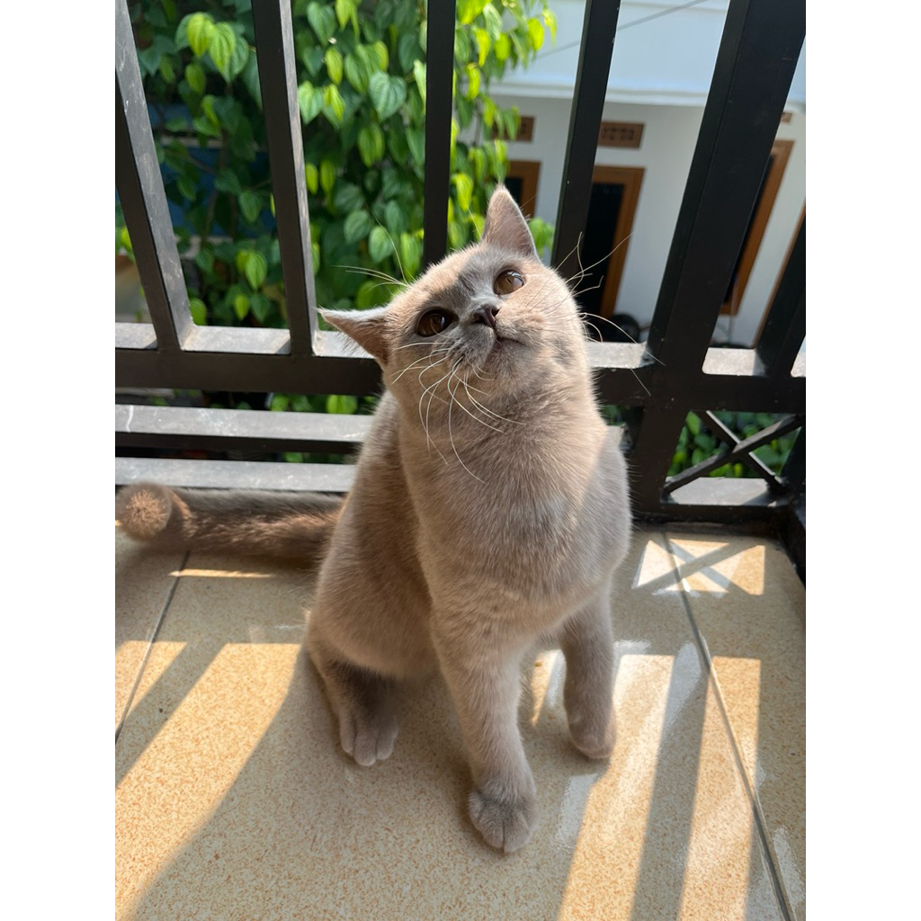 BRITISH SHORT HAIR BETINA