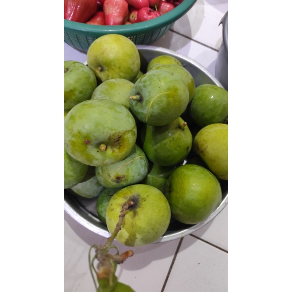 

Mangga muda fresh per kg