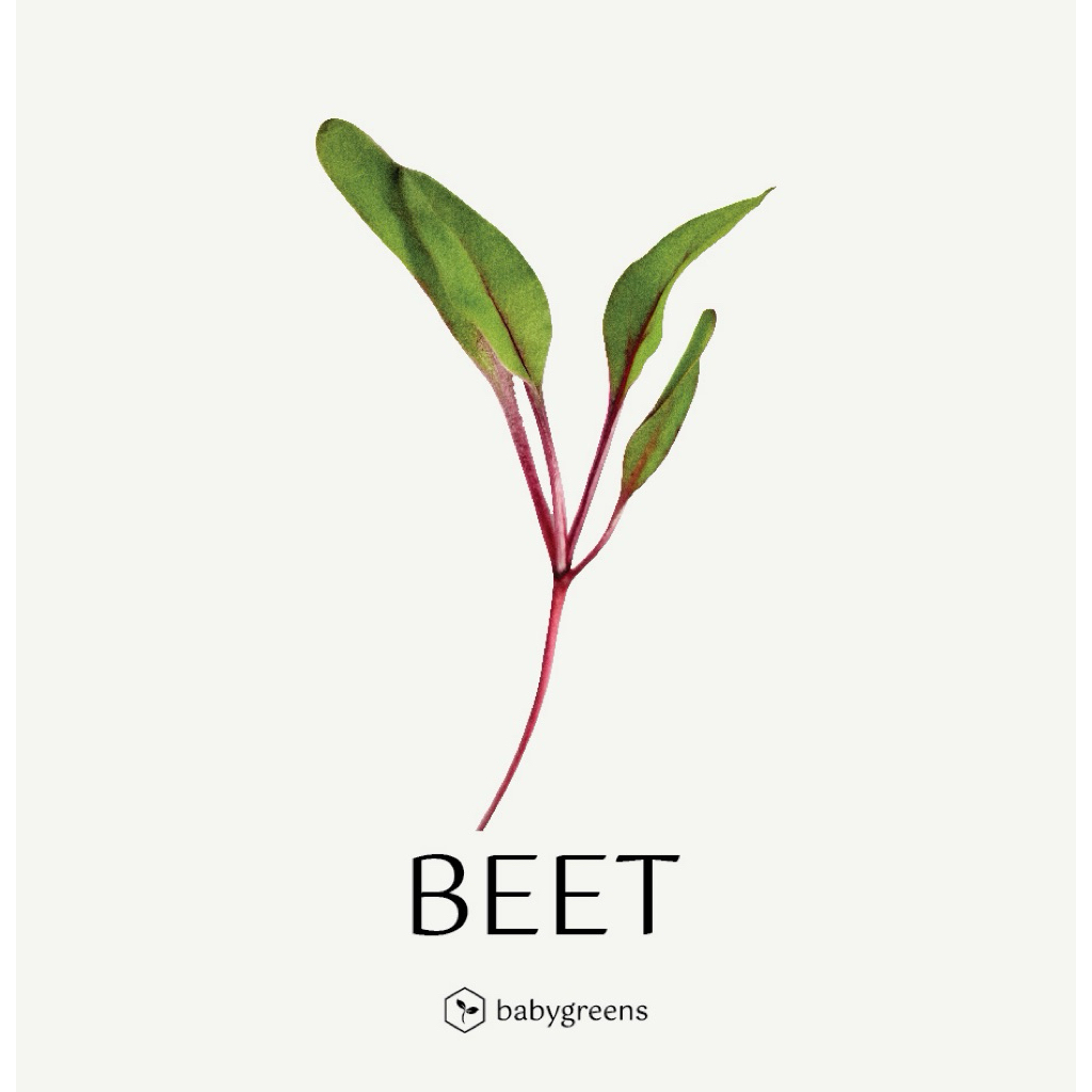 

[BABYGREENS] Beet Microgreens - 30 gr
