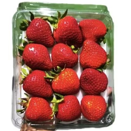 

Buah strawberry import manis segar premium gift pack -+ 400 gram