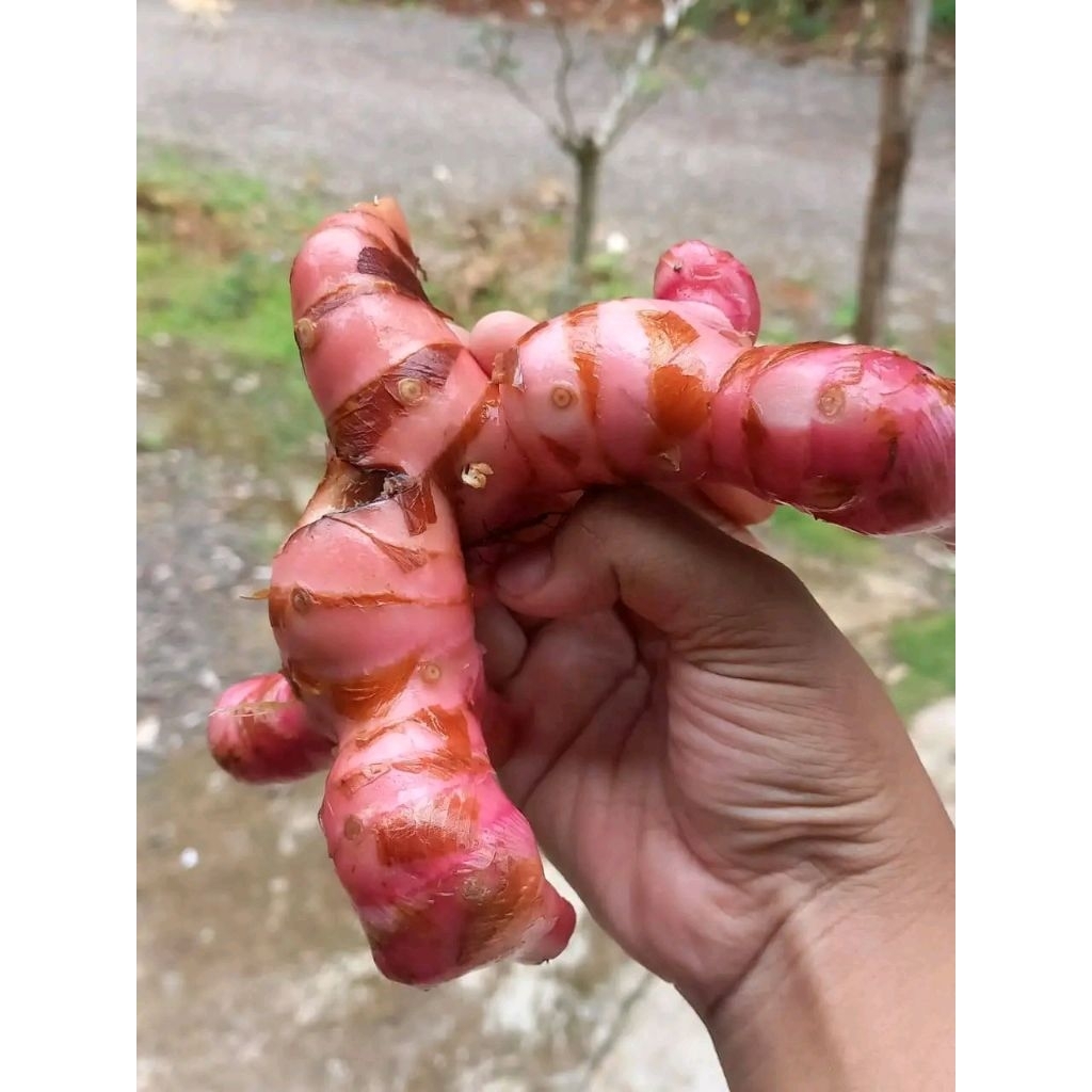 

LENGKUAS LAJA MERAH FRSH 1KG