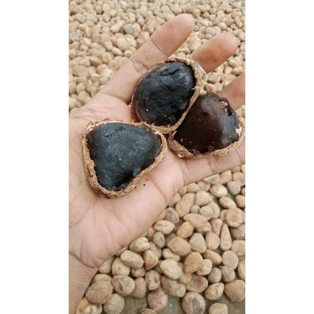

kulewek/picung kualitas super hitam bumbu rawon 500gram