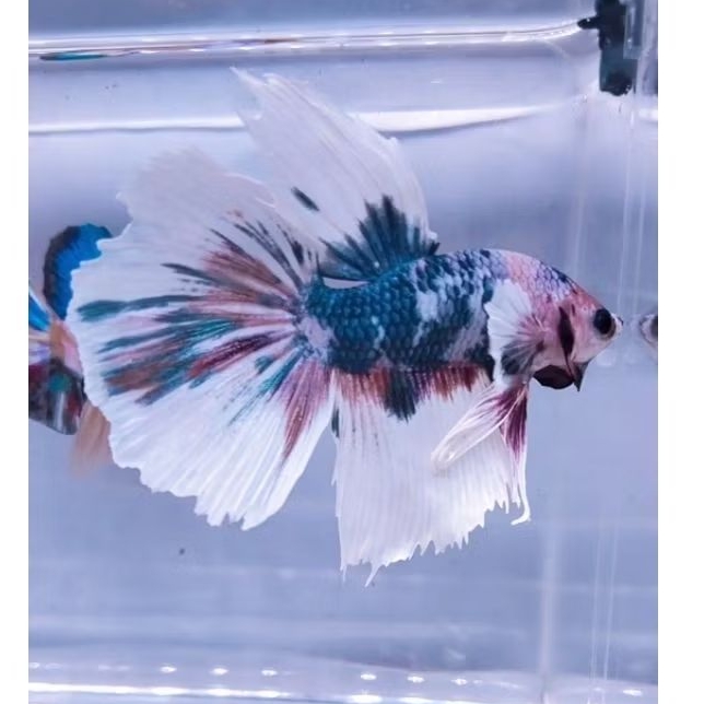 halfmoon dumbo ear blue/ solid/multi cakep male