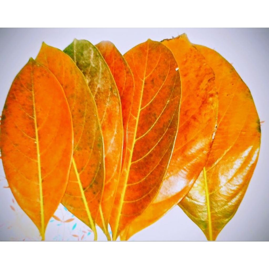 

daun nangka kuning 150 lembar