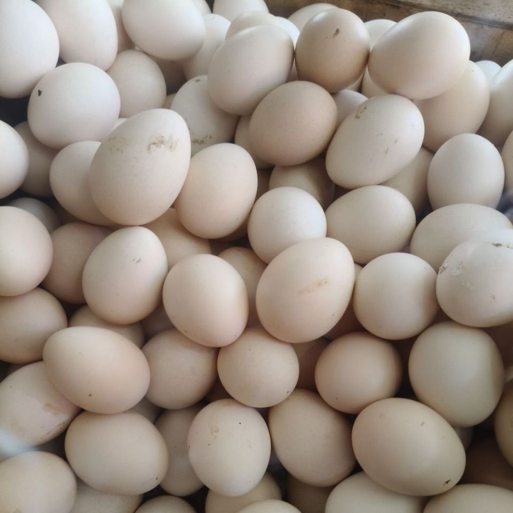 

telur ayam kampung omega 3