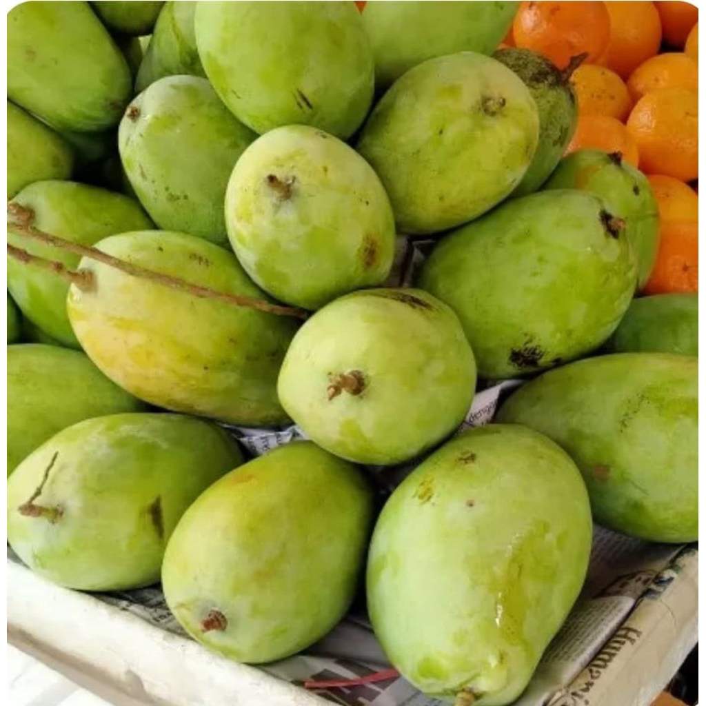 

Mangga Budiraja