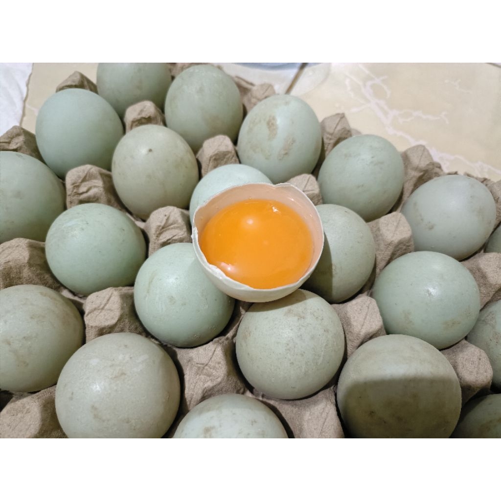 

Telur Bebek Omega Fresh