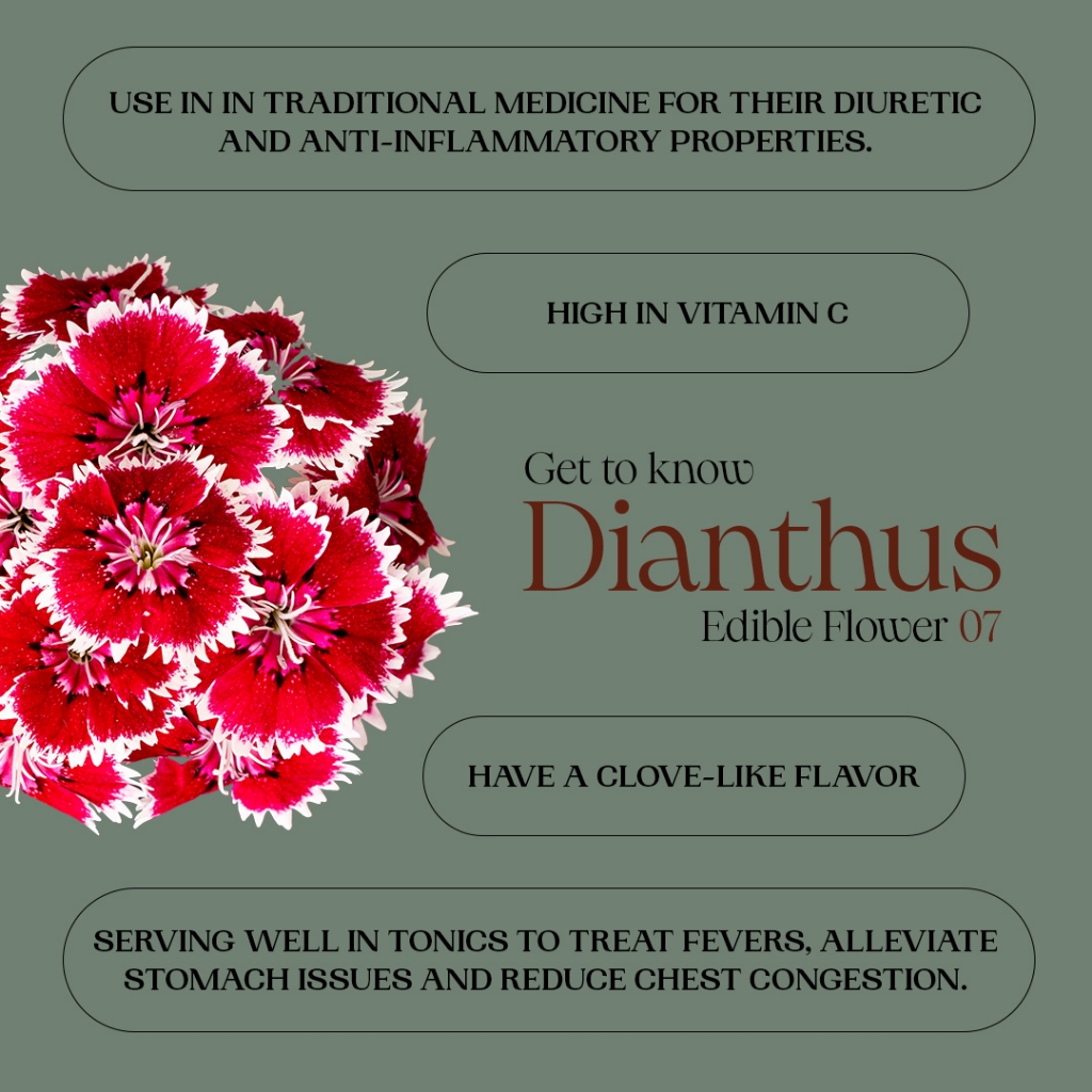 

Edible Flower Dianthus FRESH Akar Wangi | Garnish Makanan | Garnish Minuman | Bunga Bisa Dimakan