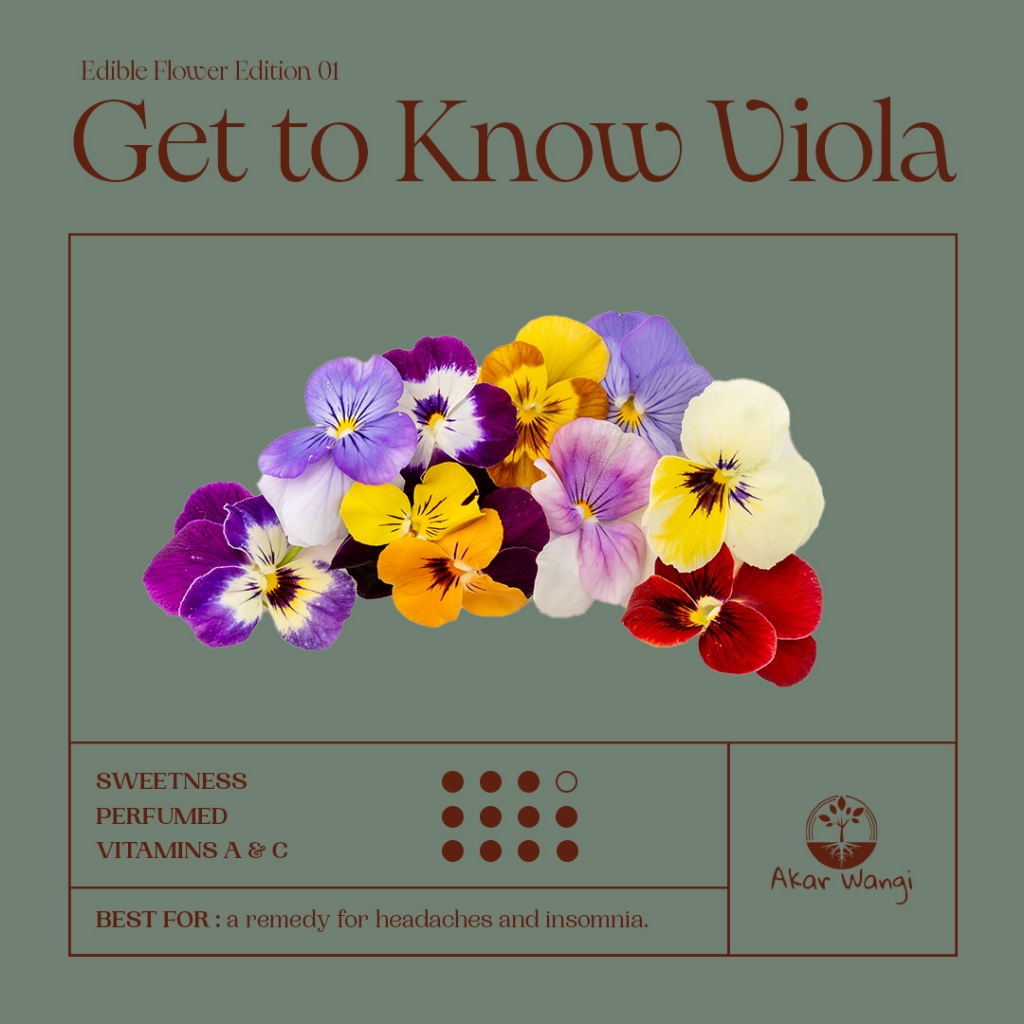 

Edible Flower Viola FRESH Akar Wangi | Garnish Makanan | Garnish Minuman | Bunga Bisa Dimakan