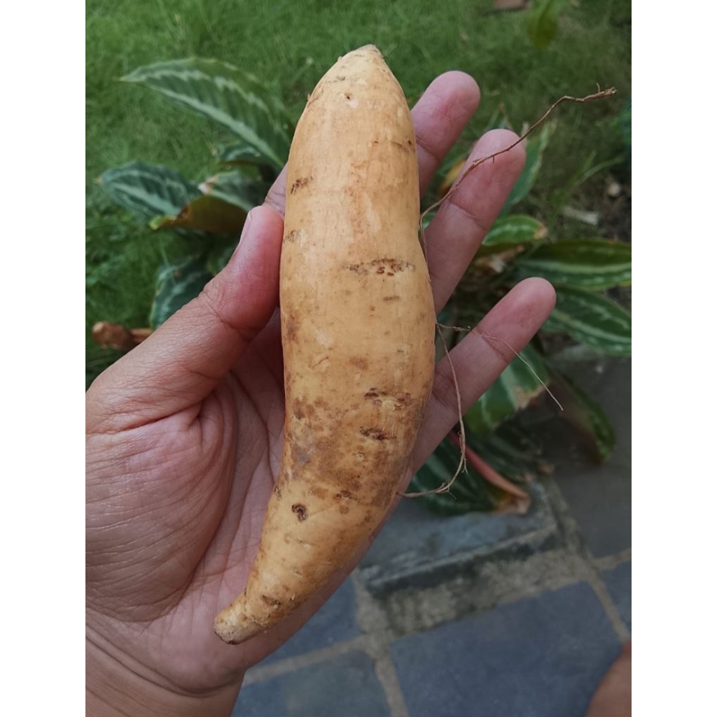 

UBI CILEMBU ASLI MENTAH/1KG/ISI 12s/d16 BIJI/SPEK:PILUS