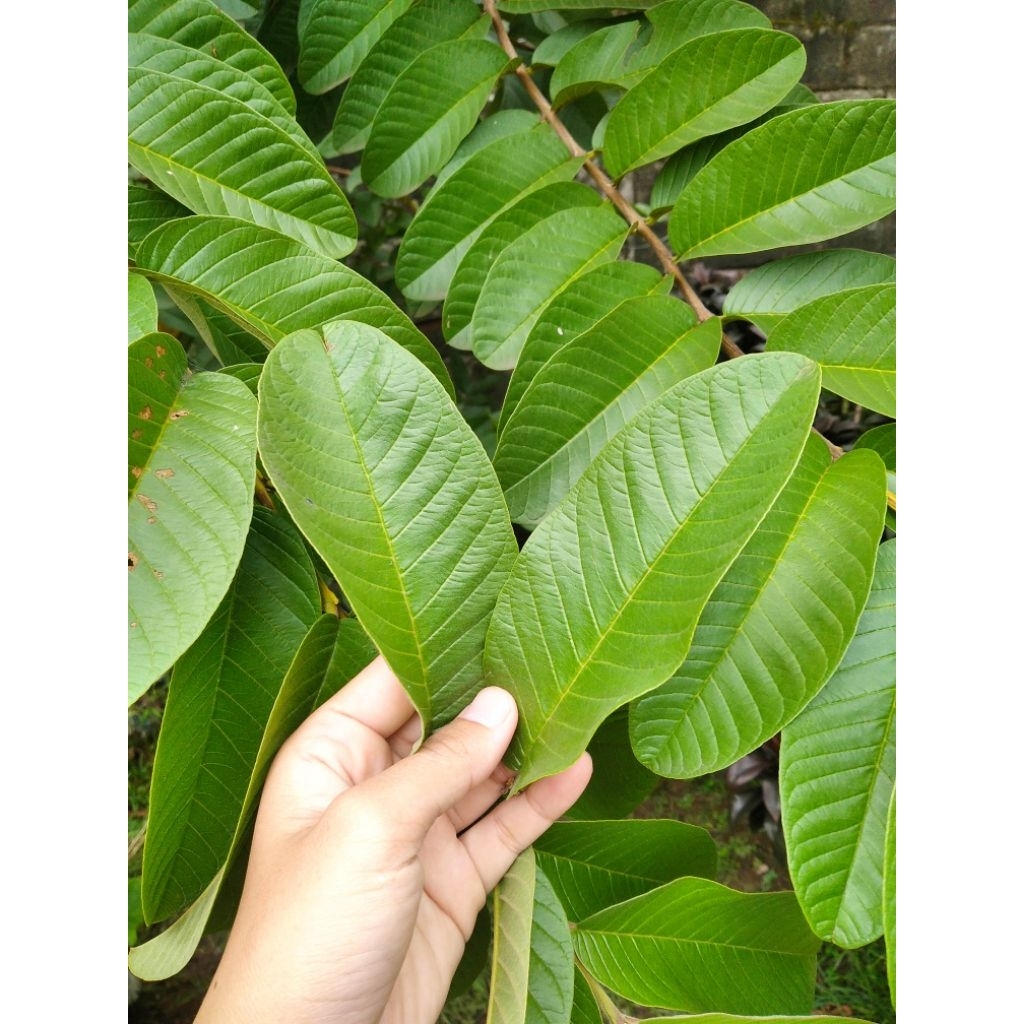 

Daun Jambu Biji Fresh | Segar Baru Dipetik