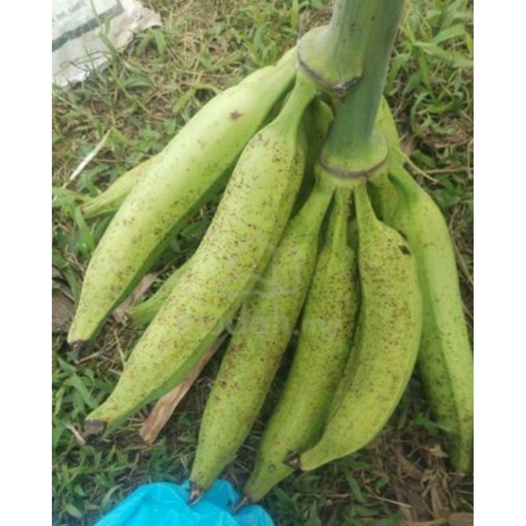 

1pcs pisang tanduk asli banten