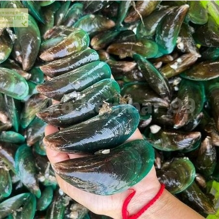 

Kerang Hijau Segar Kerang Hijau Kerang Ijo 1Kg