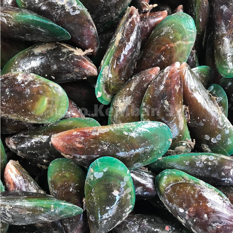 Kerang Hijau Segar Kerang Hijau 1Kg Kerang Ijo