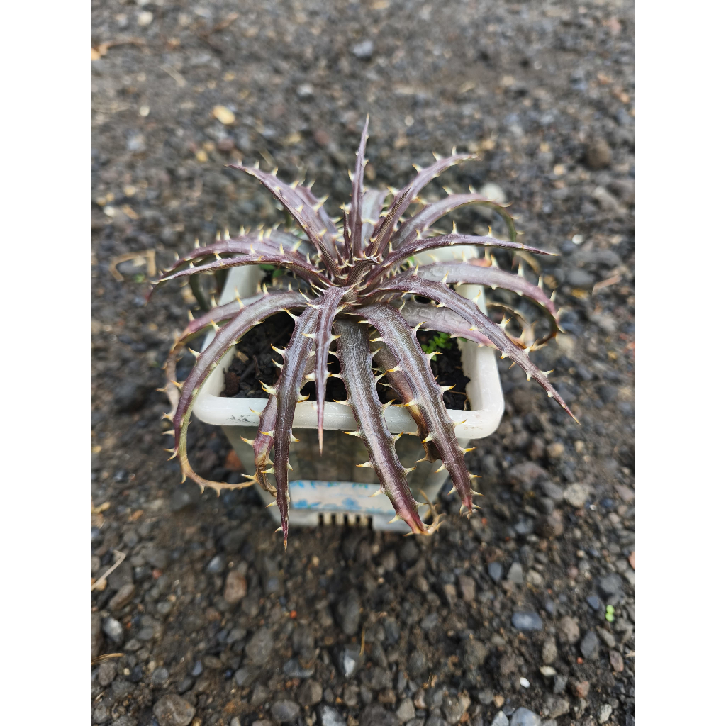 Dyckia Dawsonii