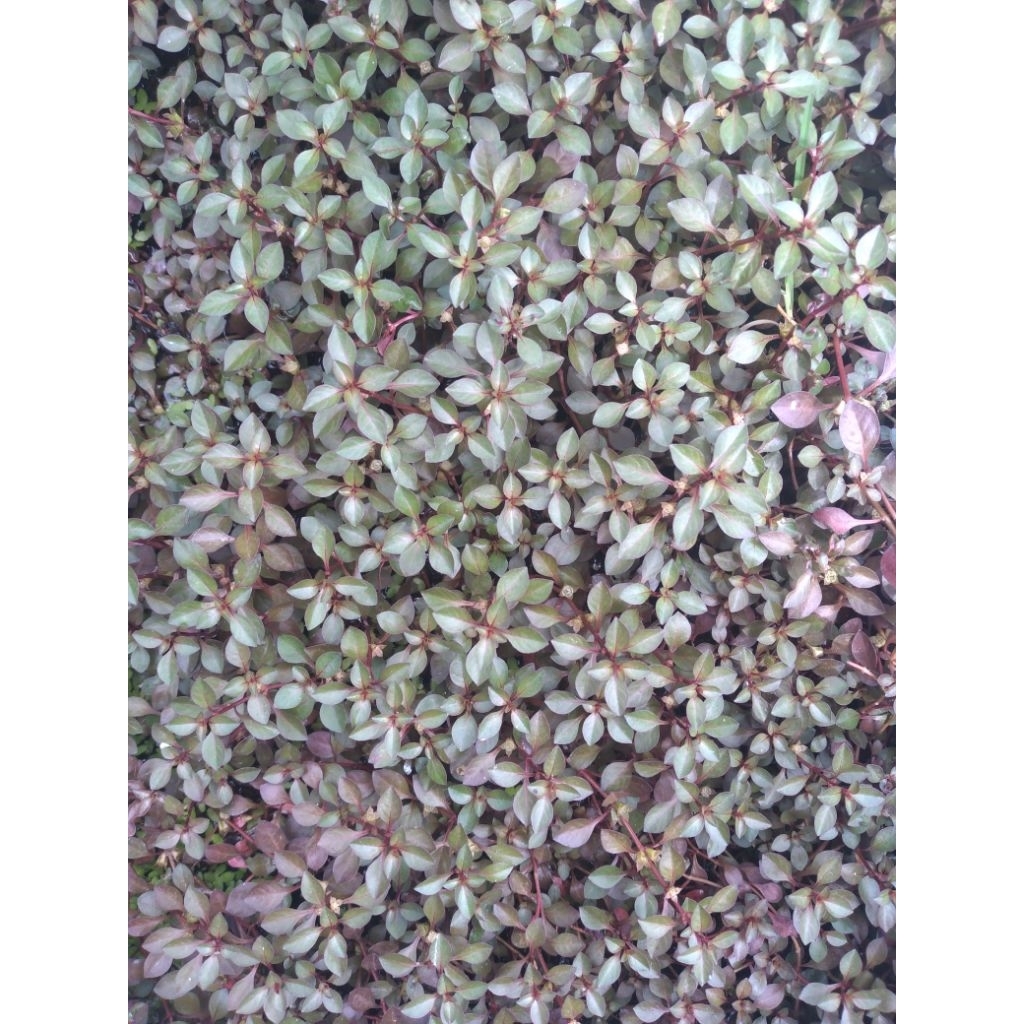 Ludwigia sp. red Mini