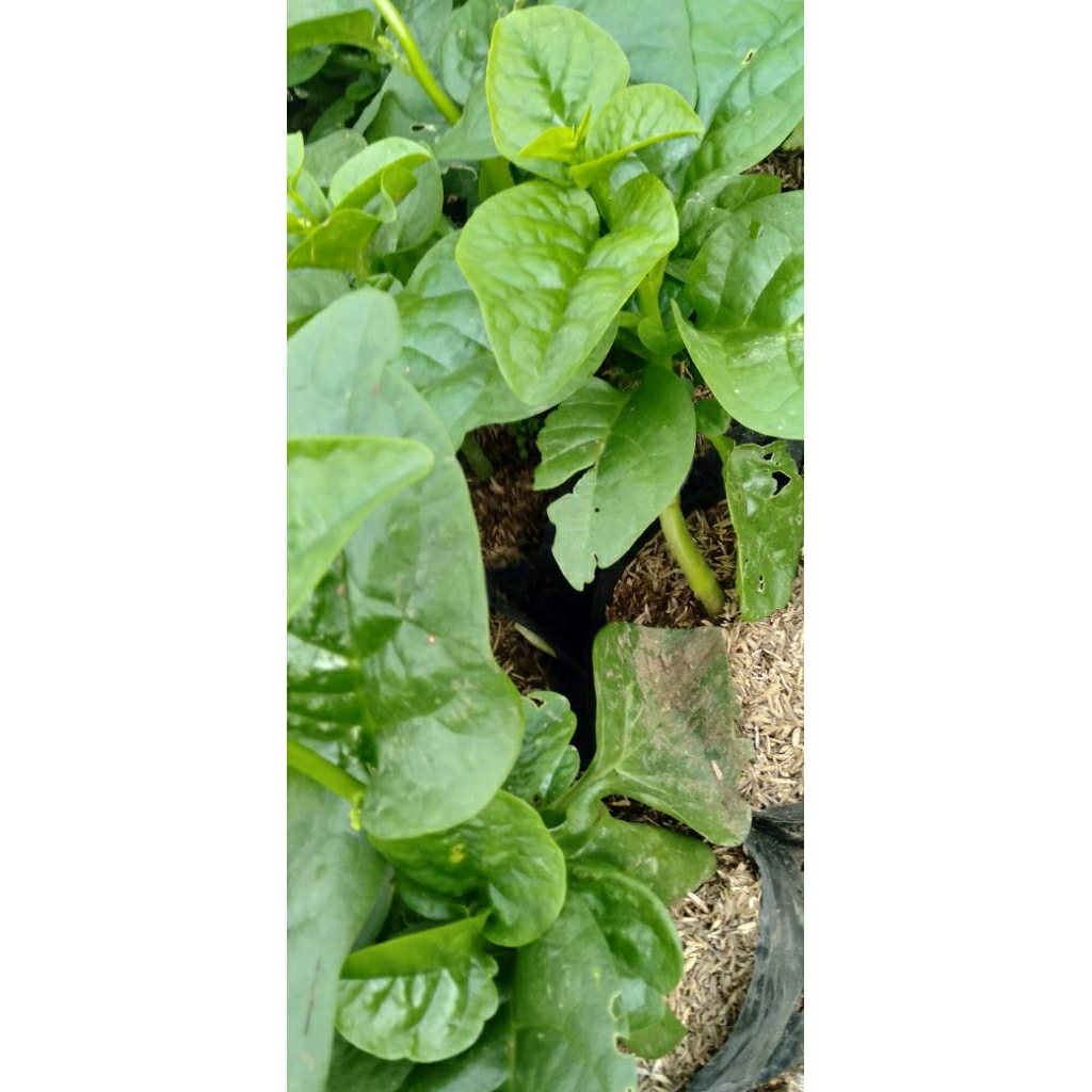 

Daun Binahong Gendola Hijau tebal @ perhelai