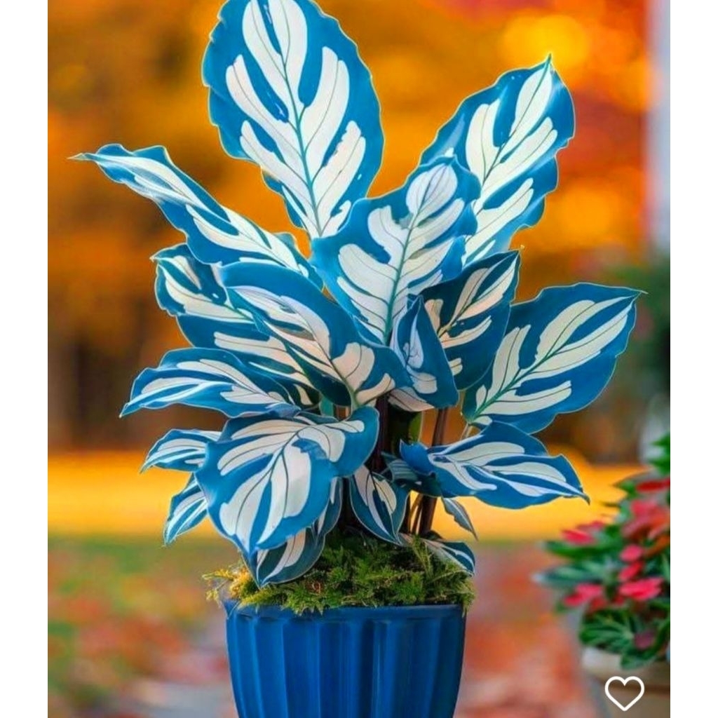 Tanaman Hias Calathea Blue Thailand Series Bunga Hias Calathea Anakan Murah BUKAN BONGGOL Tanaman Hi