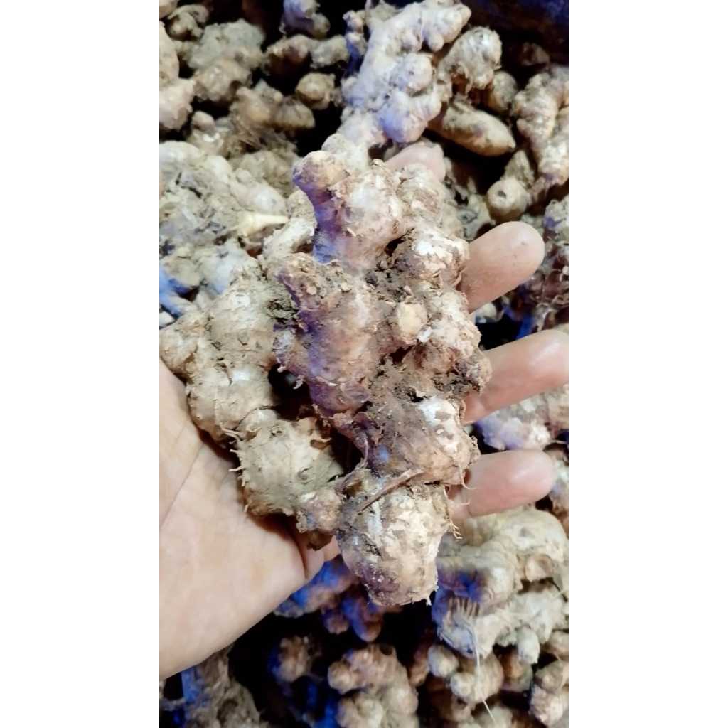 

Jahe Emprit Asli dan Organik