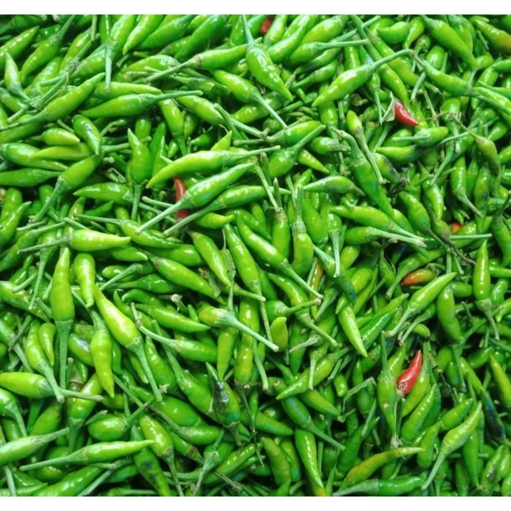 

cabe rawit ijo segar cabe gunung 250 gram