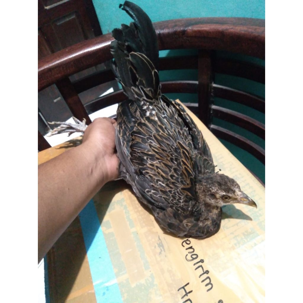 remaja ayam hutan hijau