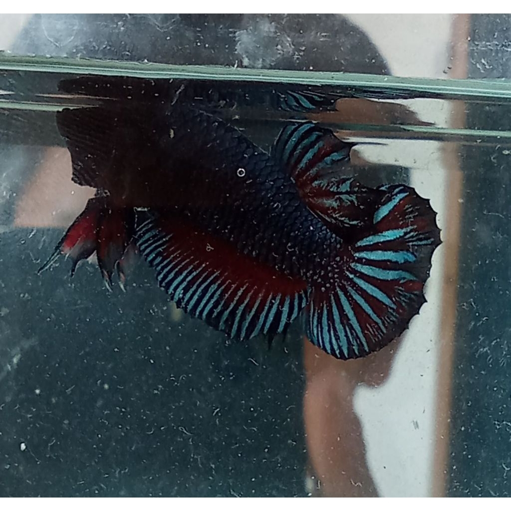 ikan cupang bagan seri lokal berkualitas cupang hias cupang adu