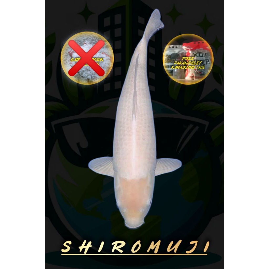 IKAN KOI SHIROMUJI 50 bu/SHIROMUJI/KOI PUTIH/KOI JUMBO