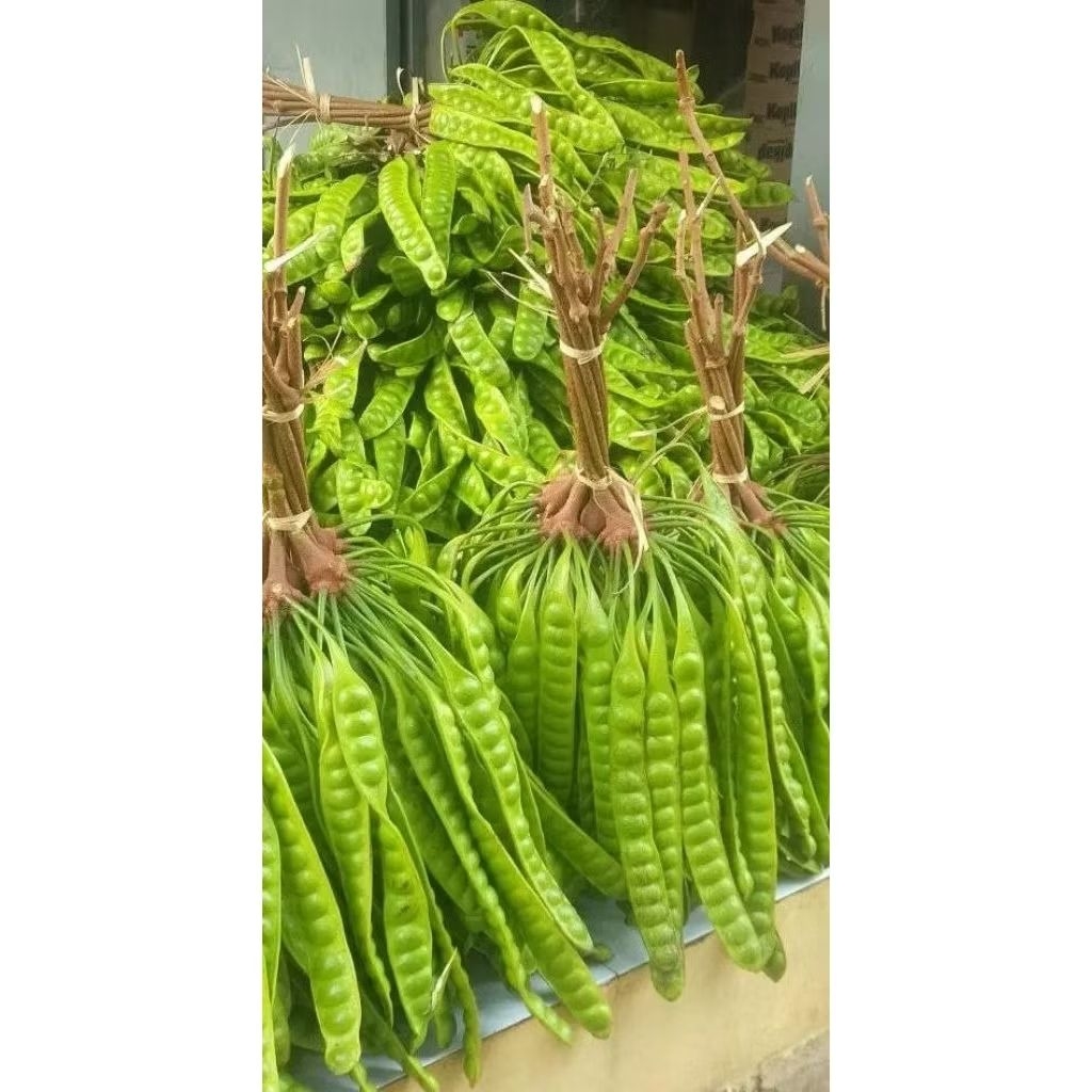 

pete baru petik segar per 10 papan