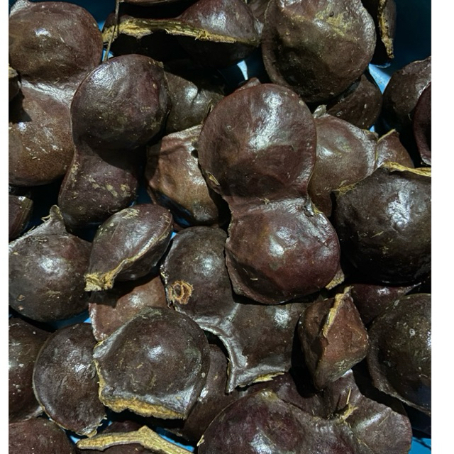 

jengkol muda cangkang 1 kg