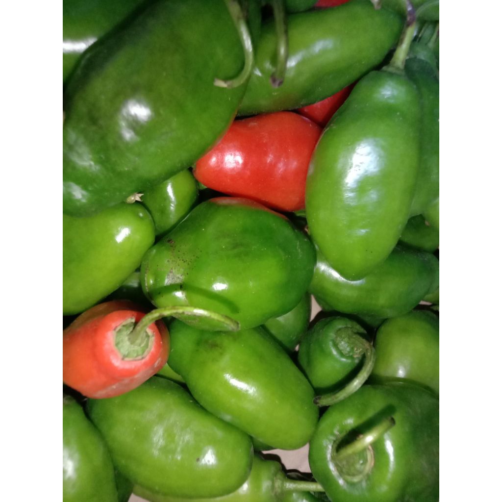 

CABE GENDOT SEGAR 250GR BELANJA HEMAT/BUAH SAYUR SEGAR SPECIAL