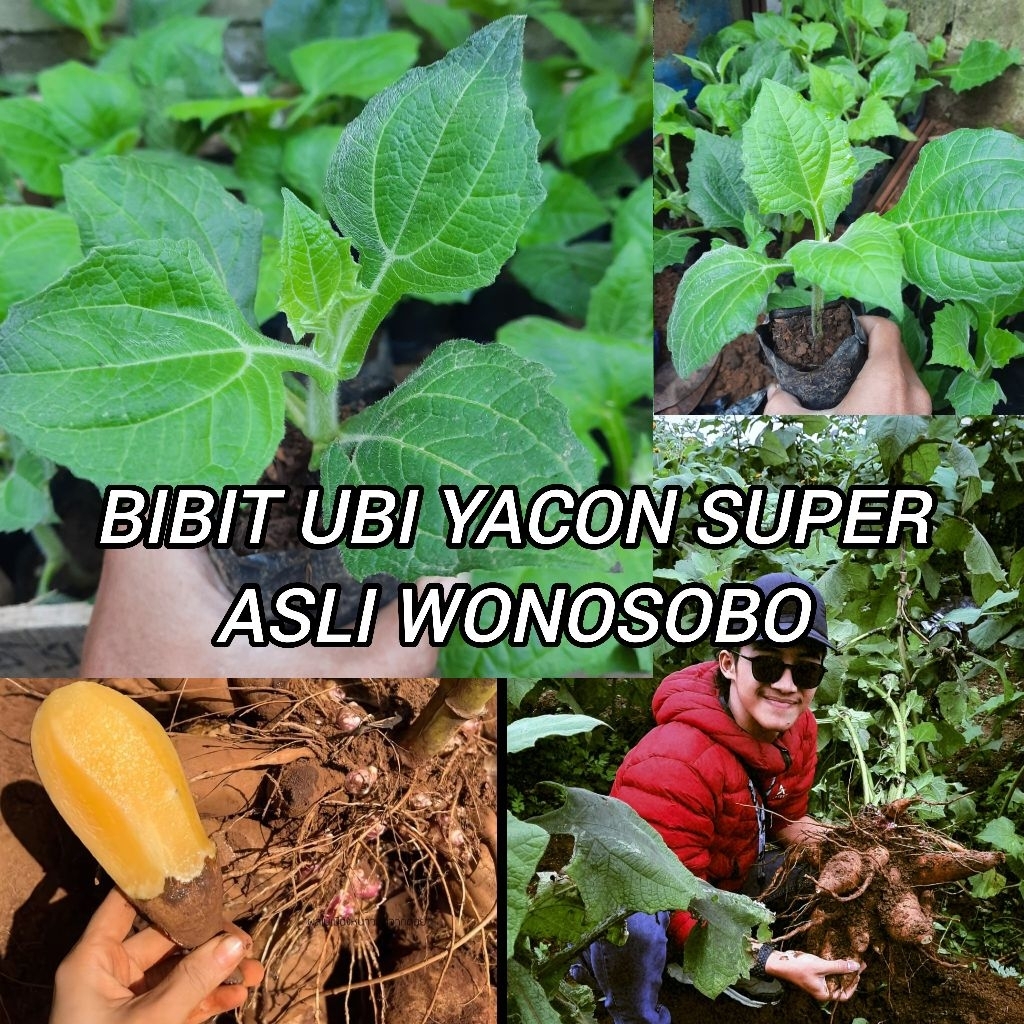 [Khusus Wilayah Jawa] Bibit Ubi Yacon Asli Wonosobo  , berkualitas terawat, bibit ubi yacon asli won