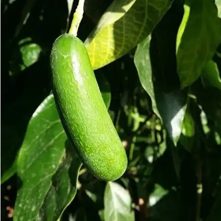 entres alpukat tanpa biji - pucuk tunas alpukat tanpa biji