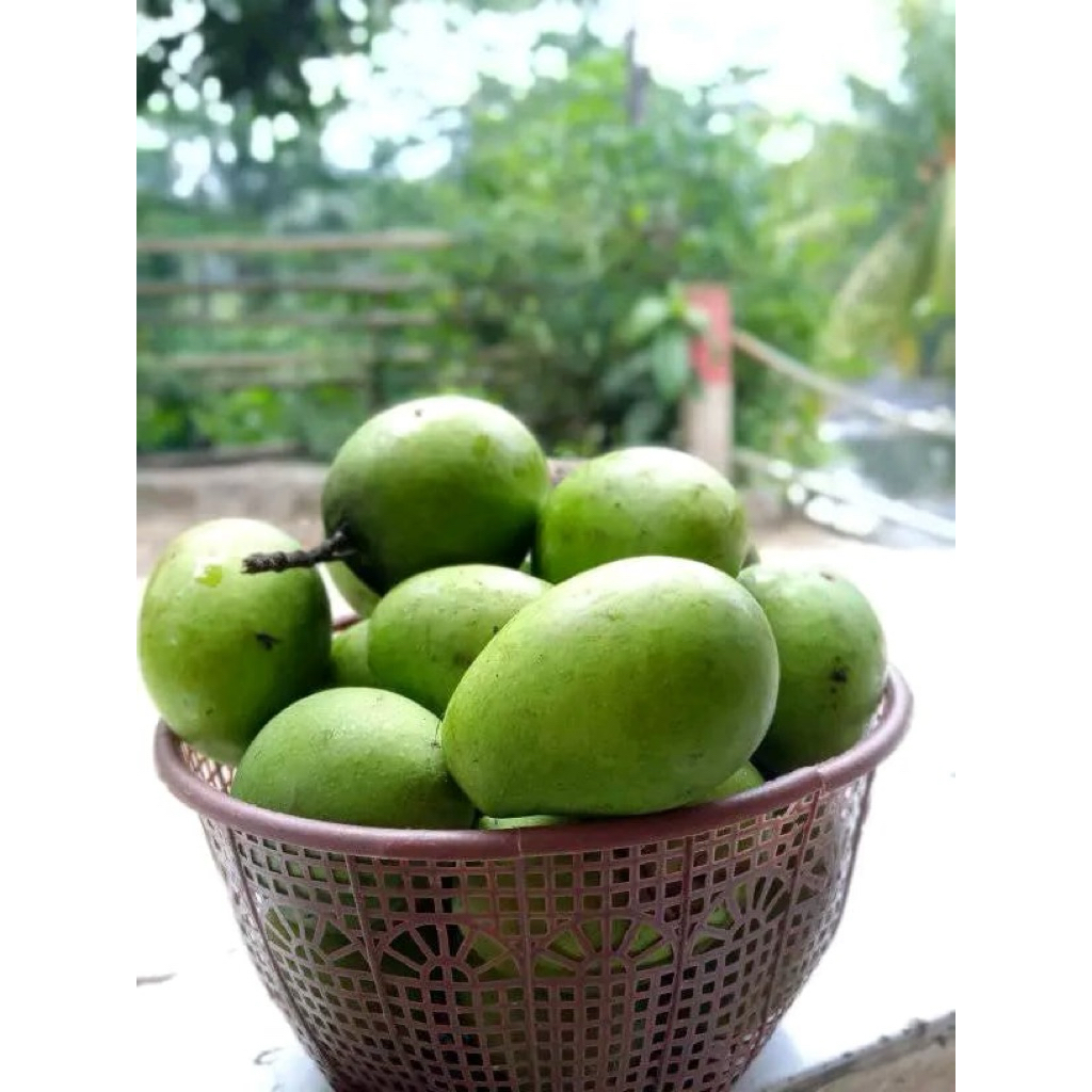 

1kg Mangga Muda Fresh Dan Segar Untuk Rujak