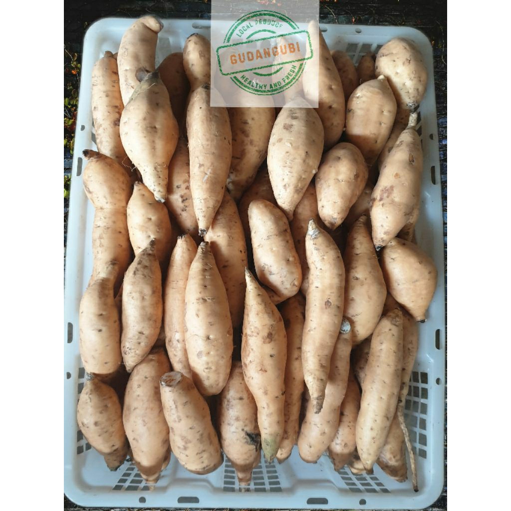 

Ubi Cilembu Sedang (udang) *beli 2 diskon lagi