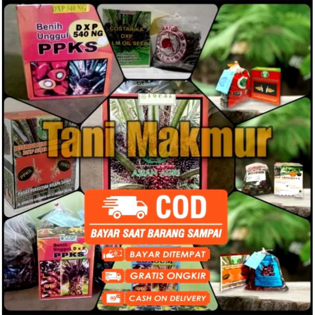 bibit kecambah sawit DxP PPKS 239 berkualitas unggul
