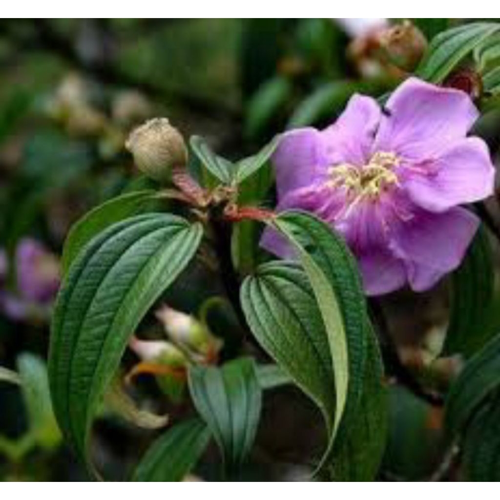 

DAUN HARENDONG SEGAR / DAUN SENGGANI 1Kg, Obat Herbal