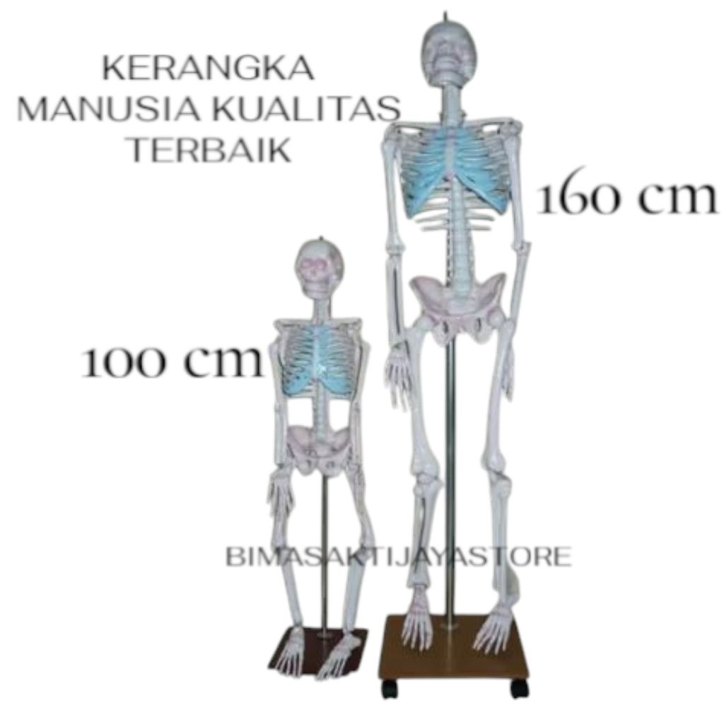 

KERANGKA MANUSIA ALAT PERAGA PENDIDIKAN TORSO ANATOMI TUBUH ORIGINAL