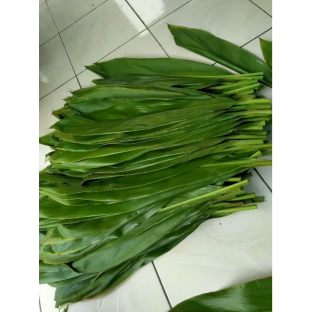 

Daun hanjuang segar per 5 kg size JUMBO