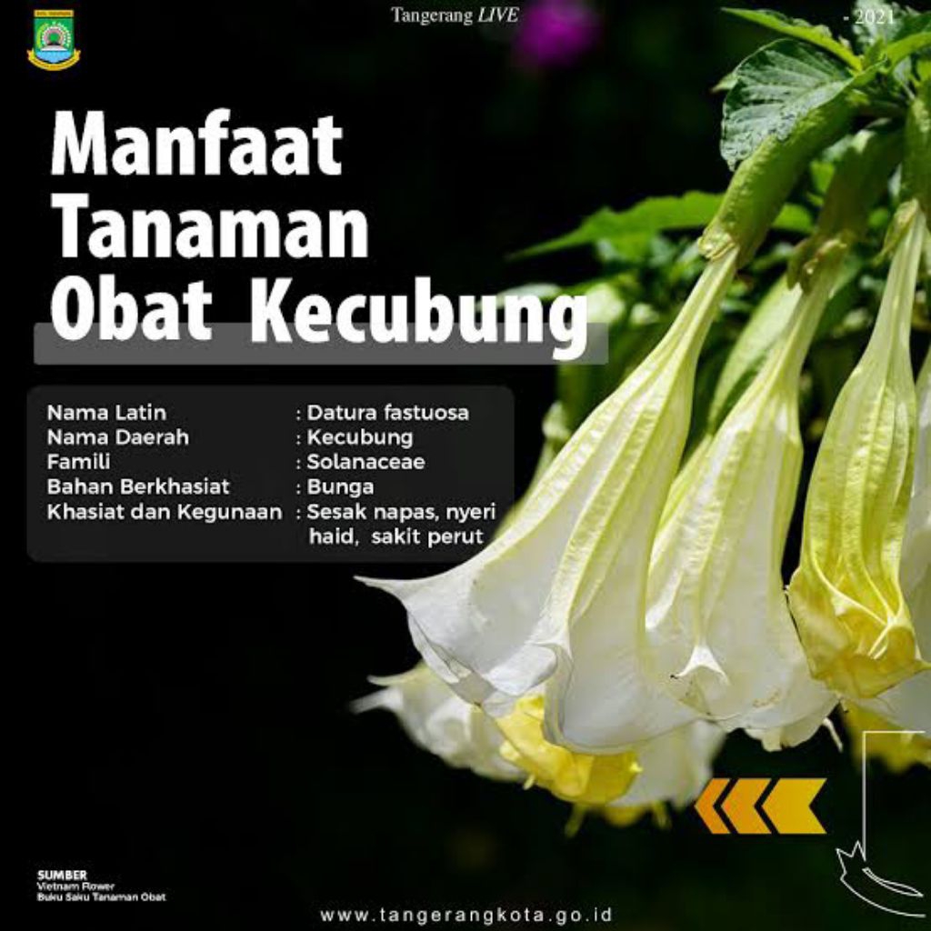 

PROMO daun herbal kucubung Fresh 500 gram