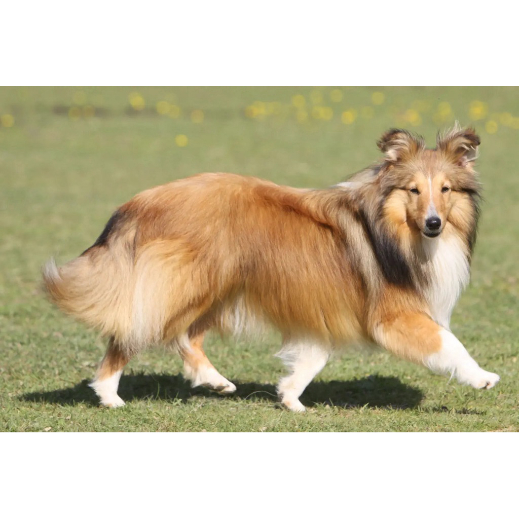Boneka Karakter Shetland Sheepdog by Douglas size 35x30cm Original / Boneka Shetland Sheepdog / Bone