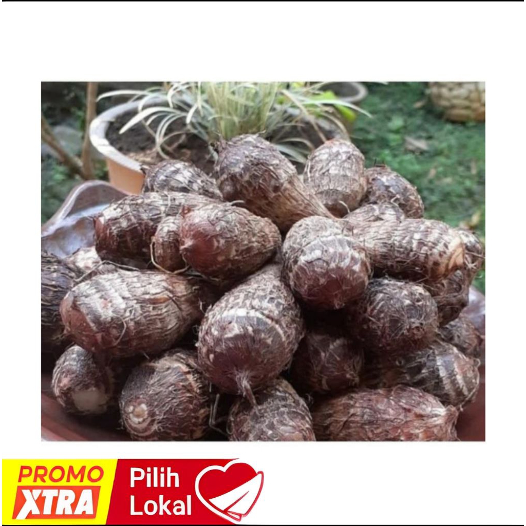 

UMBI TALAS PULEN TALAS KIMPUL 1 KG