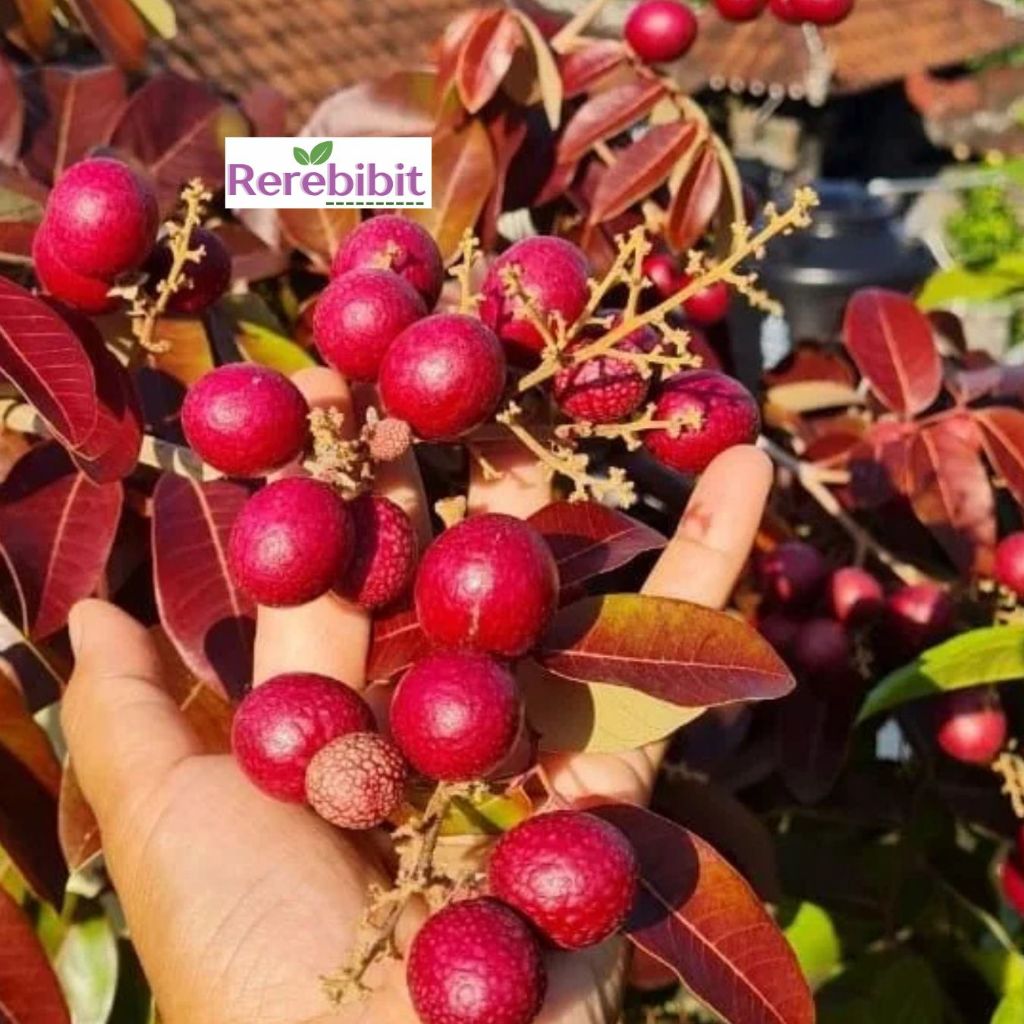 Bibit Kelengkeng Merah Ruby Longan / Bibit Kelengkeng Merah