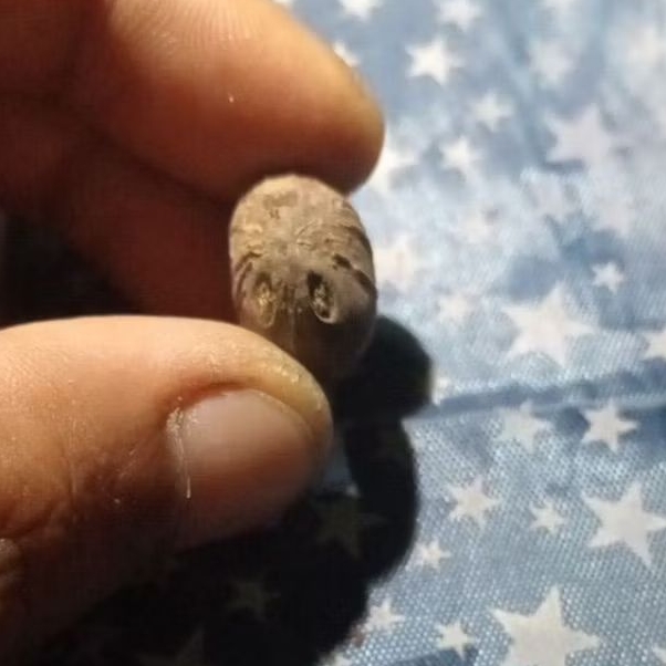 

kelapa kecil unik nemu