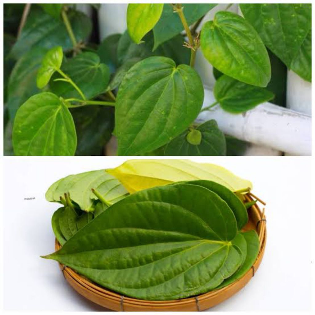 

PROMO Daun Sirih fresh 100%