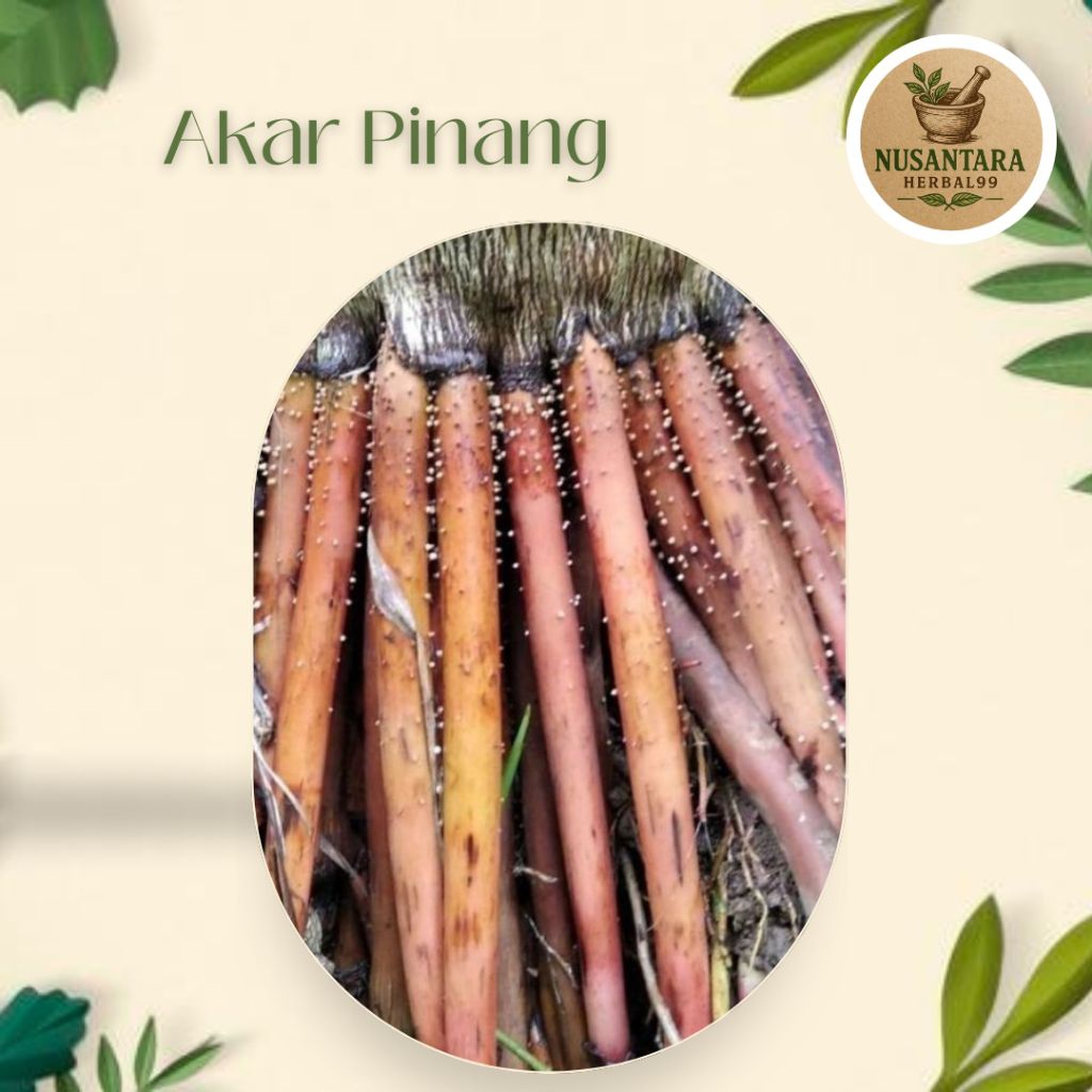 

Akar Pinang 1kg Nusantara herbal99