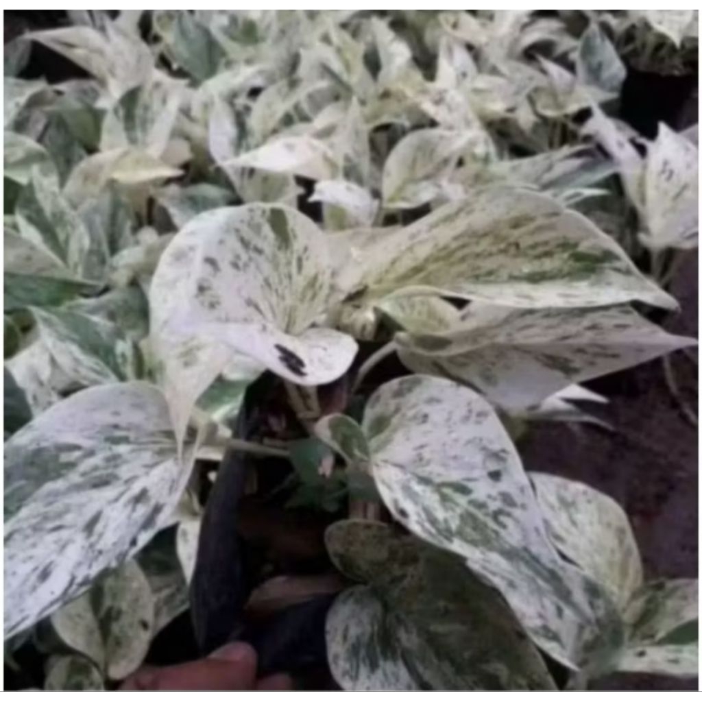 Tanaman Hias Srigading Varigata Putih / Tanaman Srigading