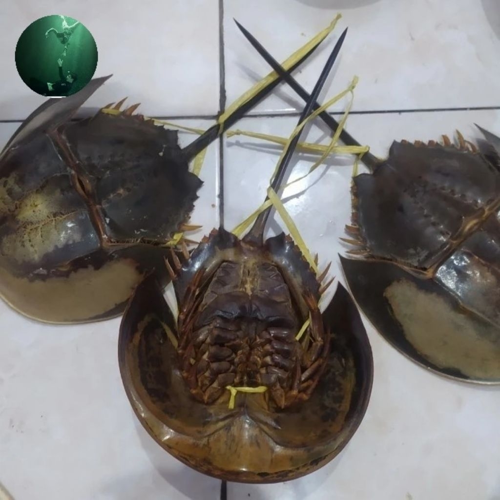 

belangkas utuh kepiting tapal kuda / mimi dengan telur nya