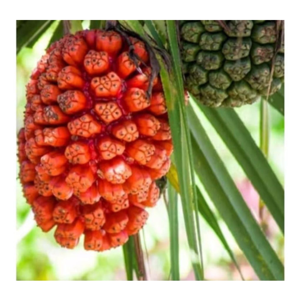 

Buah pandan duri/pantai 1 tandan